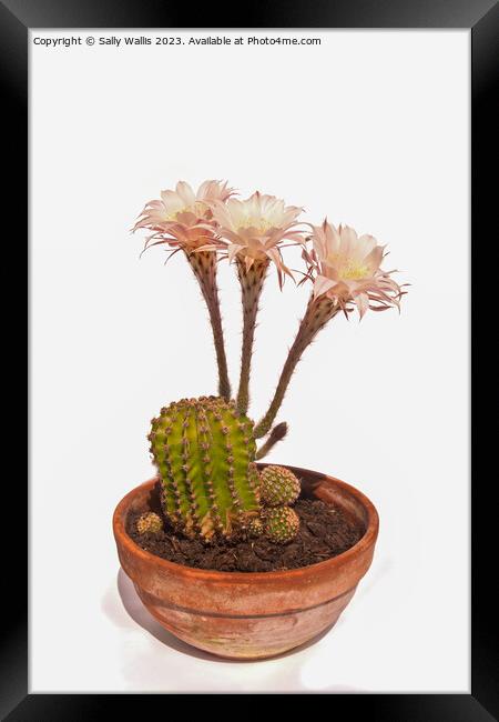 Echinopsis cactus In flower Framed Print by Sally Wallis