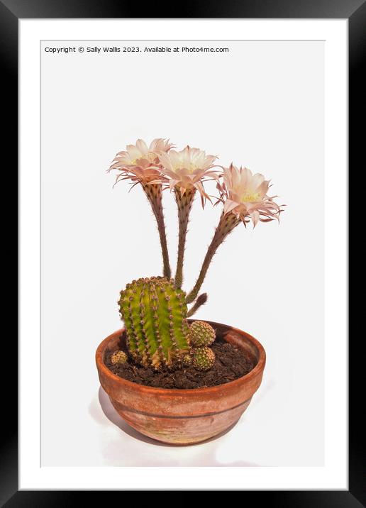 Echinopsis cactus In flower Framed Mounted Print by Sally Wallis