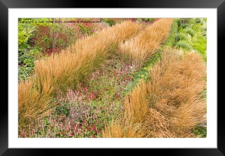 Grasses & Polygonums Framed Mounted Print by Sally Wallis