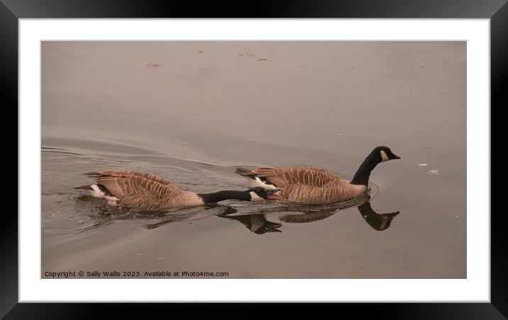 Angry Goose Framed Mounted Print by Sally Wallis