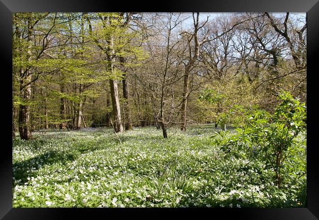 Woodland carpeted with wood anemones Framed Print by Sally Wallis
