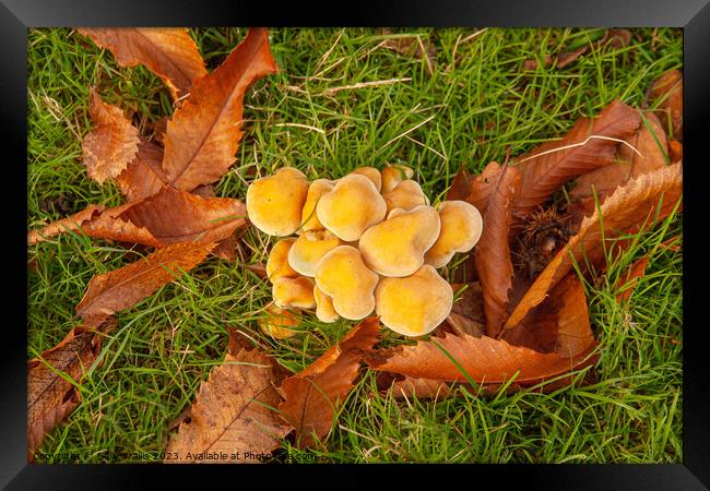 Fungi and Fallen Leaves Framed Print by Sally Wallis