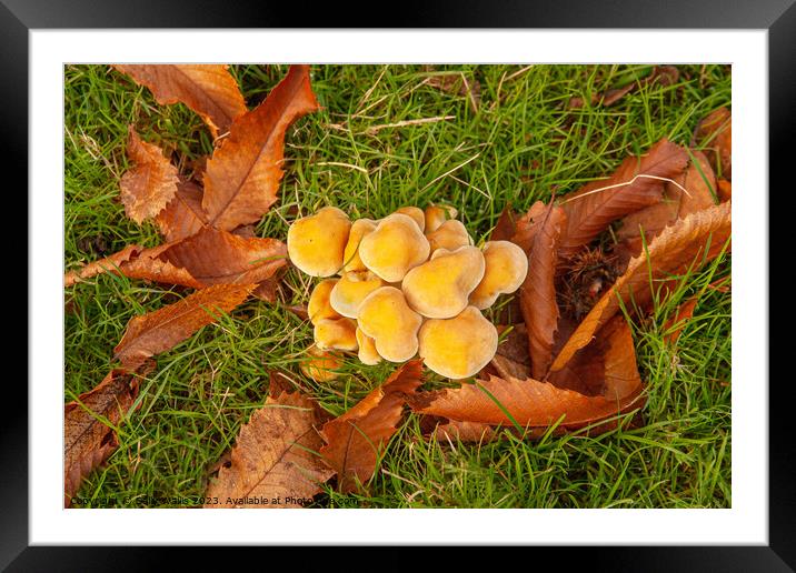 Fungi and Fallen Leaves Framed Mounted Print by Sally Wallis
