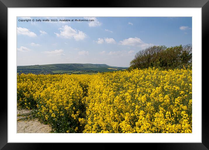 South Downs Ox Walk Framed Mounted Print by Sally Wallis
