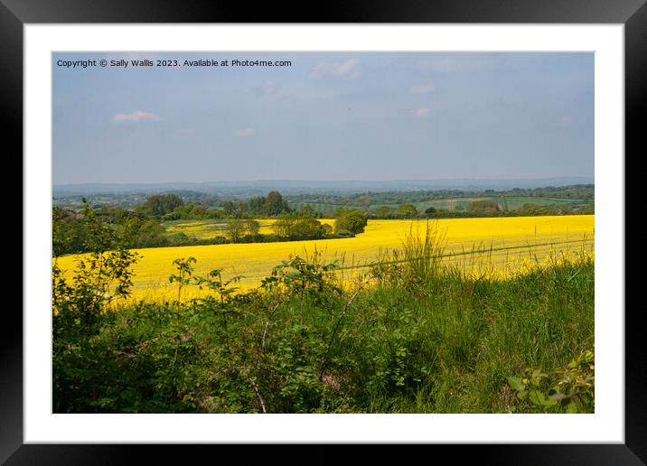 Rapeseed on South Downs Framed Mounted Print by Sally Wallis