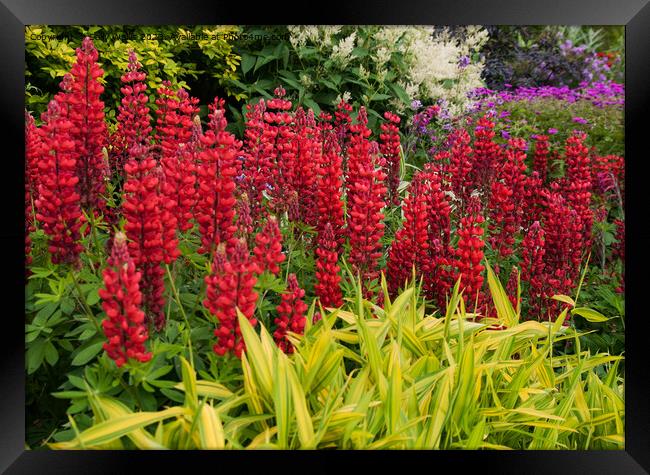 Lupins and grasses Framed Print by Sally Wallis