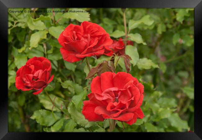 Three red roses Framed Print by Sally Wallis