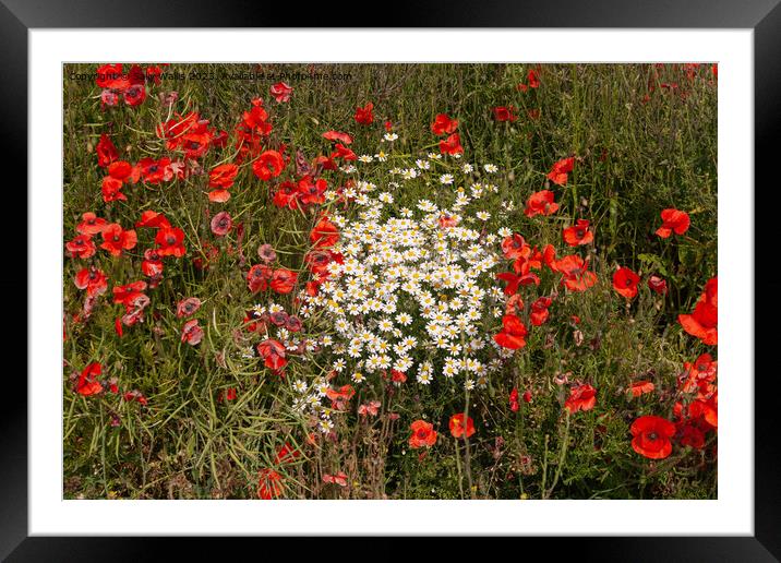 Daisies and poppies Framed Mounted Print by Sally Wallis