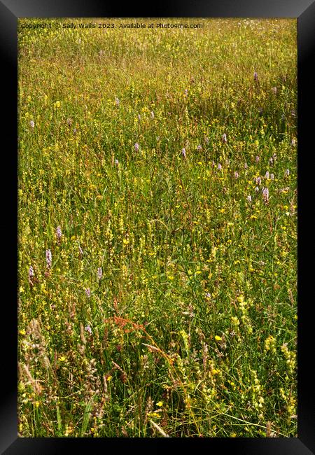 Faded wild-flower meadow Framed Print by Sally Wallis