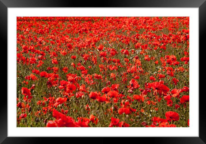 A sea of red poppies Framed Mounted Print by Sally Wallis