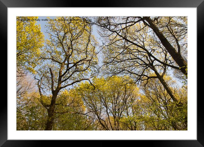 The Spring Canopy Framed Mounted Print by Sally Wallis