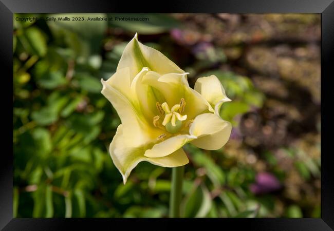 centre of a green and yellow tulip Framed Print by Sally Wallis