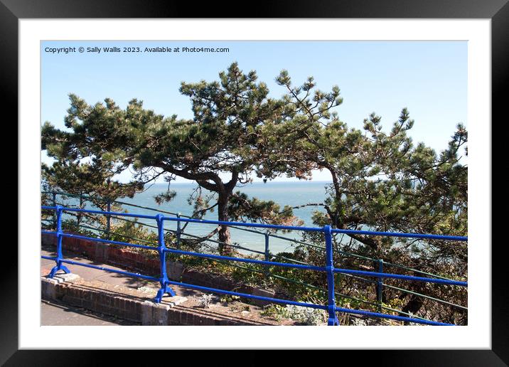 blue railings and pine trees Framed Mounted Print by Sally Wallis