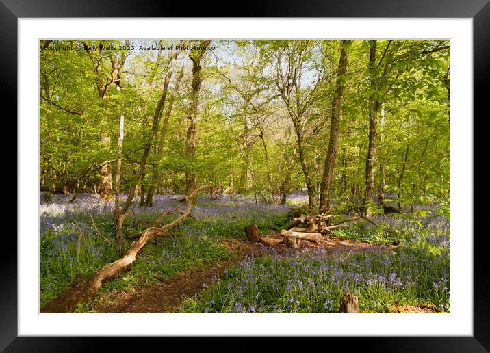 Sussex Bluebell woods Framed Mounted Print by Sally Wallis
