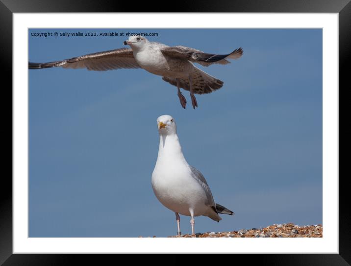 Herring Gull and Seagull Framed Mounted Print by Sally Wallis