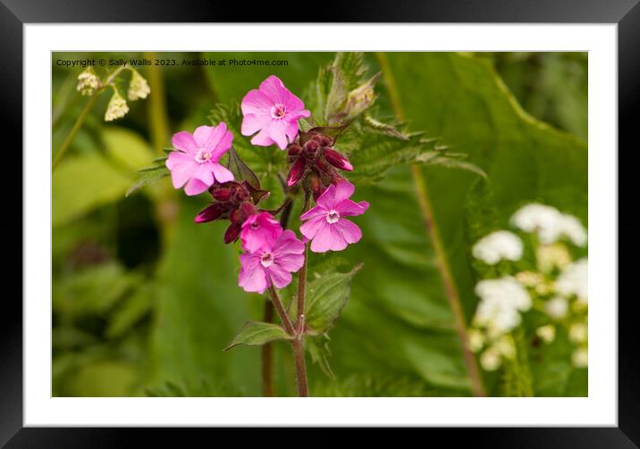 Pink Campion Framed Mounted Print by Sally Wallis