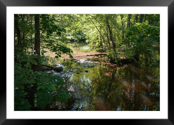 Woodland pond Framed Mounted Print by Sally Wallis