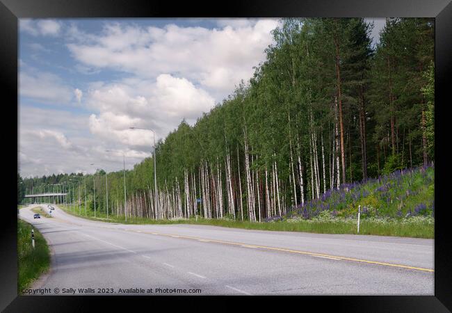 Open Road, Silver Birches and Lupins Framed Print by Sally Wallis