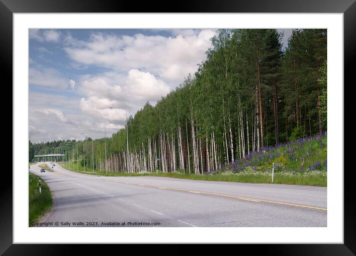 Open Road, Silver Birches and Lupins Framed Mounted Print by Sally Wallis