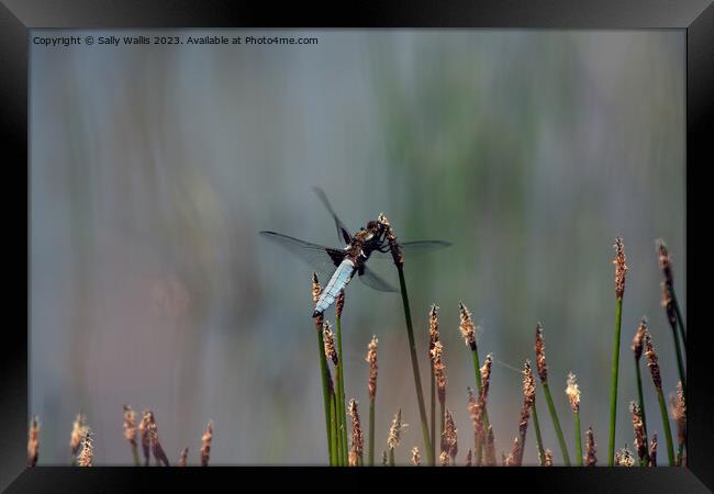 Broad Bodied Chaser Dragonfly Framed Print by Sally Wallis