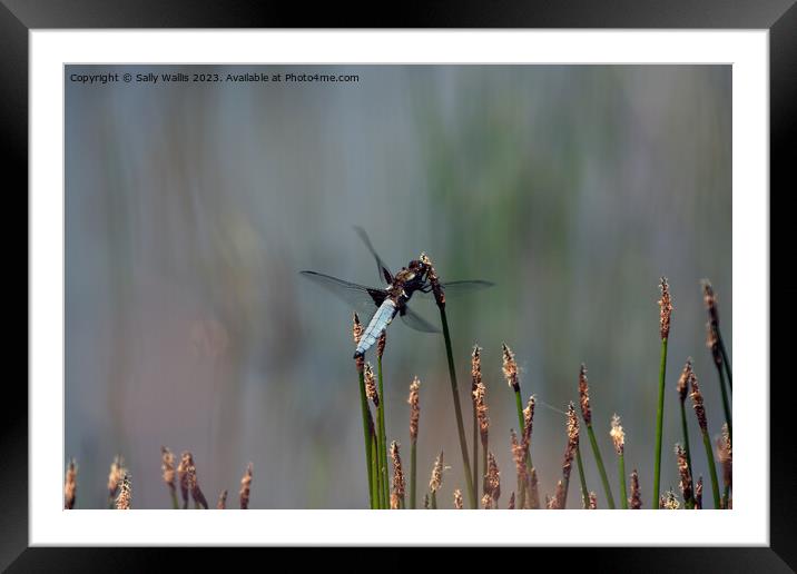 Broad Bodied Chaser Dragonfly Framed Mounted Print by Sally Wallis