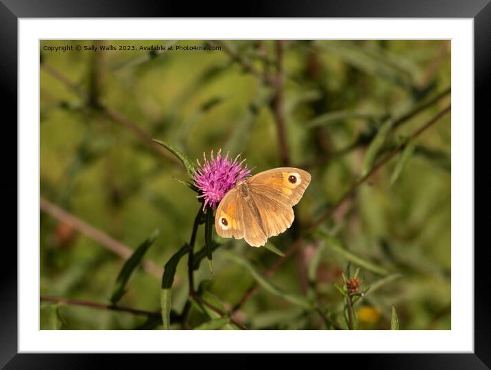 Hedgebrown on knapweed Framed Mounted Print by Sally Wallis