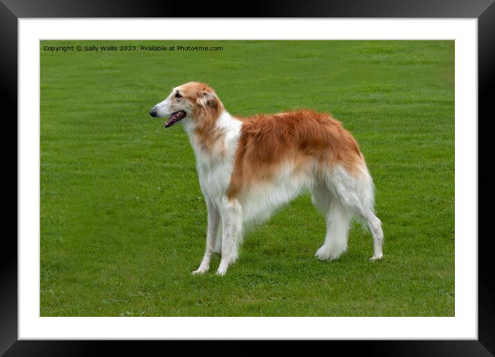 Borzoi standing in field Framed Mounted Print by Sally Wallis