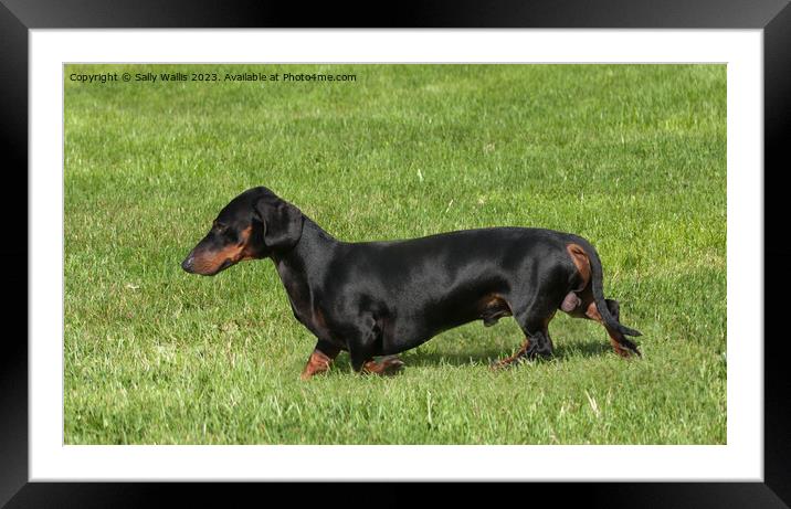Black & tan smooth haired Dachshund Framed Mounted Print by Sally Wallis
