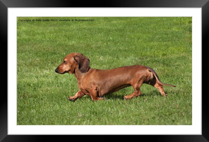 Smooth-Haired Dachshund Framed Mounted Print by Sally Wallis