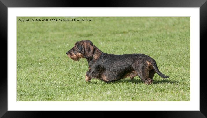 Wire Haired Dachshund Framed Mounted Print by Sally Wallis