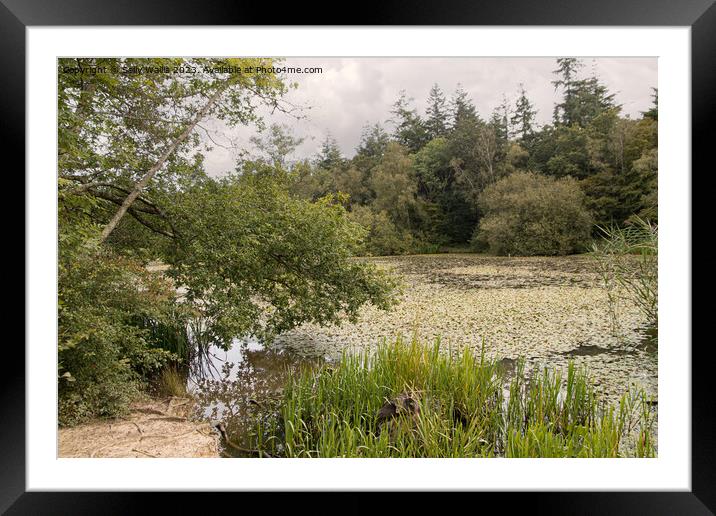 Abbots Wood Carp Pond Framed Mounted Print by Sally Wallis