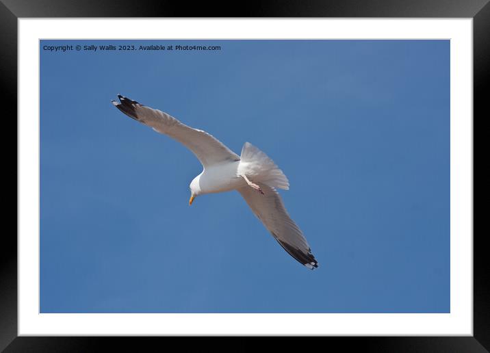 Seagull soaring Framed Mounted Print by Sally Wallis
