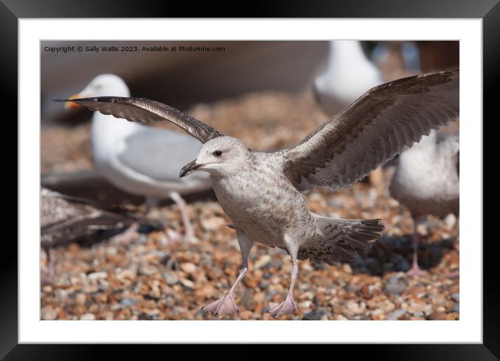 Herring gull landing Framed Mounted Print by Sally Wallis