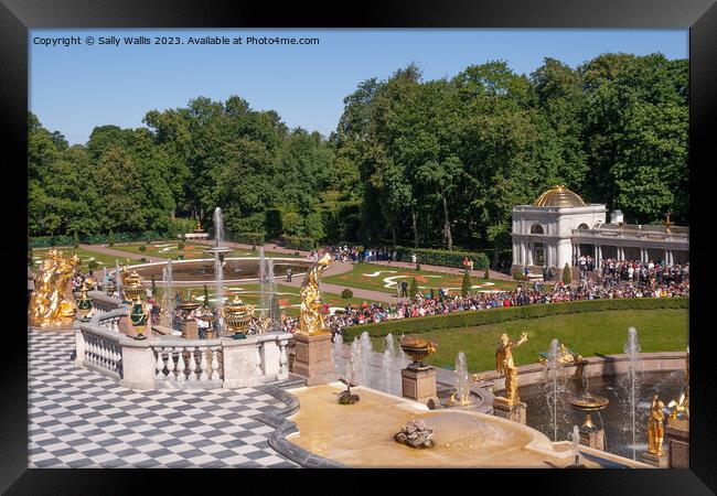 Peterhof grounds and fountains Framed Print by Sally Wallis