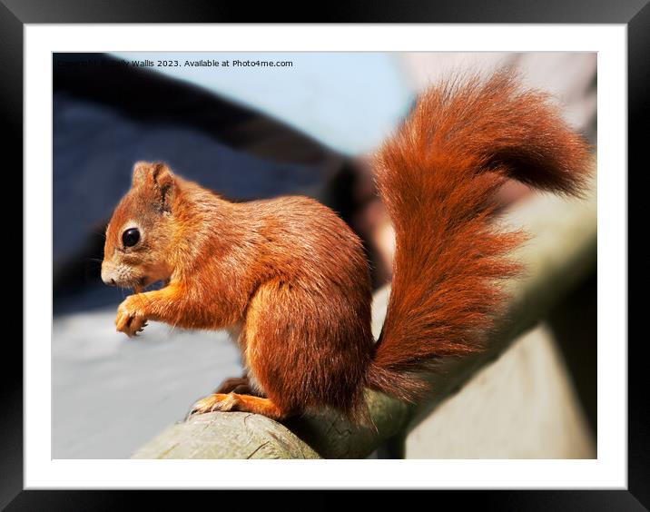 Red squirrel with bushy tail Framed Mounted Print by Sally Wallis
