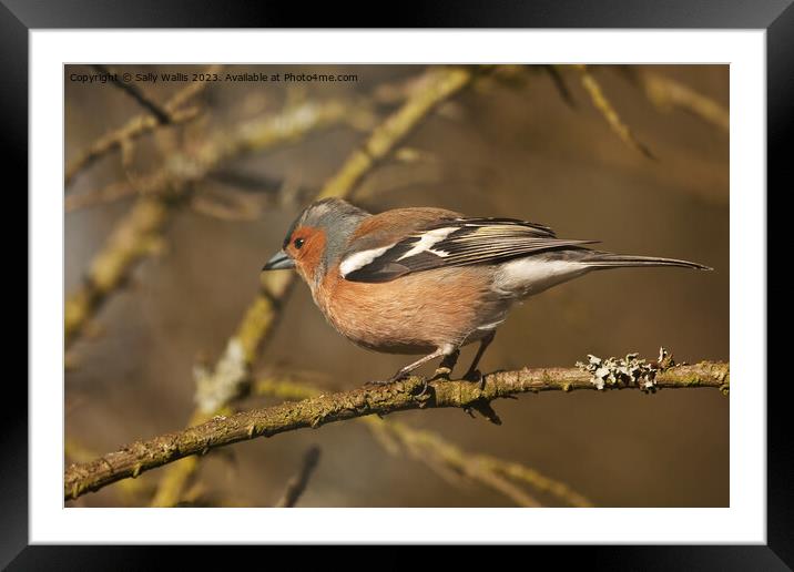 male chaffinch about to take off from a twig Framed Mounted Print by Sally Wallis