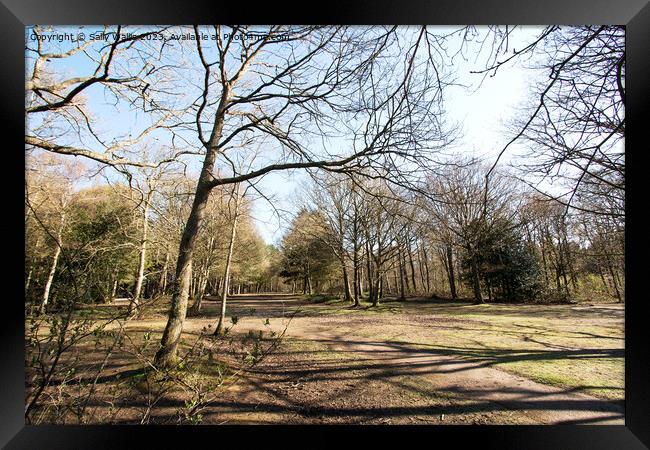 Sussex woodland crossroads Framed Print by Sally Wallis