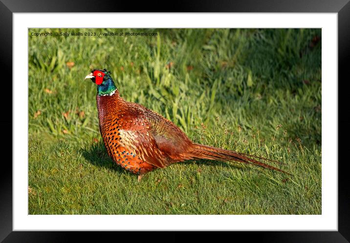 Cock Pheasant Framed Mounted Print by Sally Wallis
