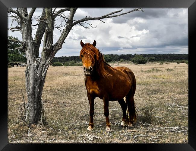 Wild horse in Thetford forest Framed Print by Stacey Knapp