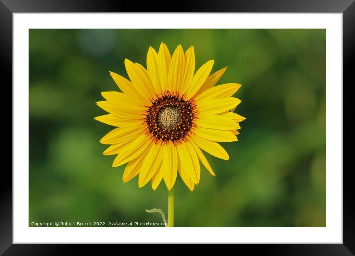 Kansas Wild Sunflower closeup with green backgroun Framed Mounted Print by Robert Brozek