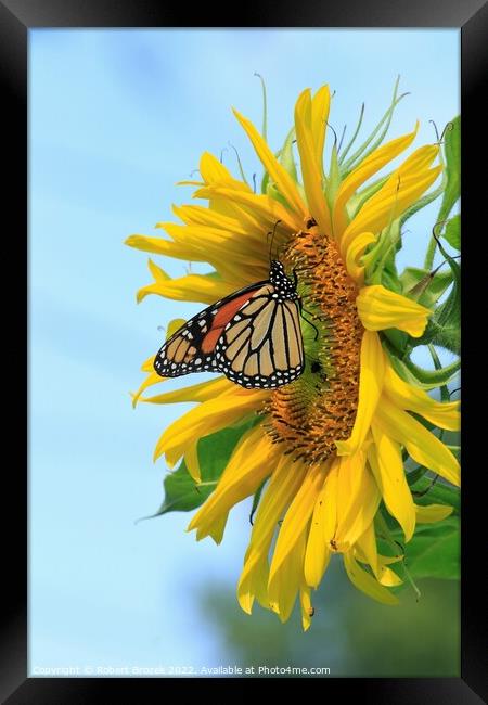 A Monarch Butterfly closeup on a Kansas Sunflower  Framed Print by Robert Brozek