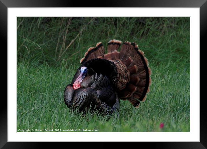 A Tom Turkey walking on  a grass covered field Framed Mounted Print by Robert Brozek