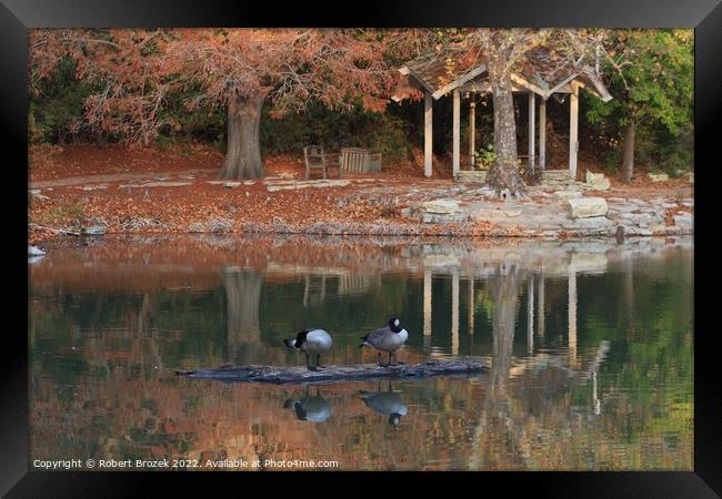 Canadian Geese on a log in the fall on a pond Framed Print by Robert Brozek