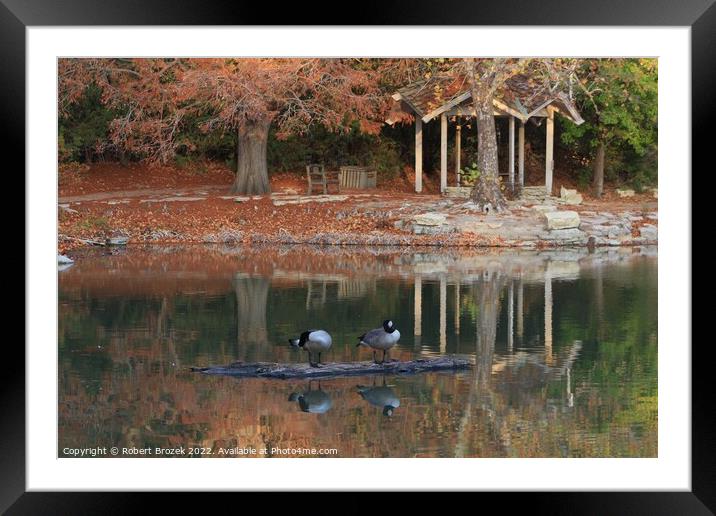 Canadian Geese on a log in the fall on a pond Framed Mounted Print by Robert Brozek