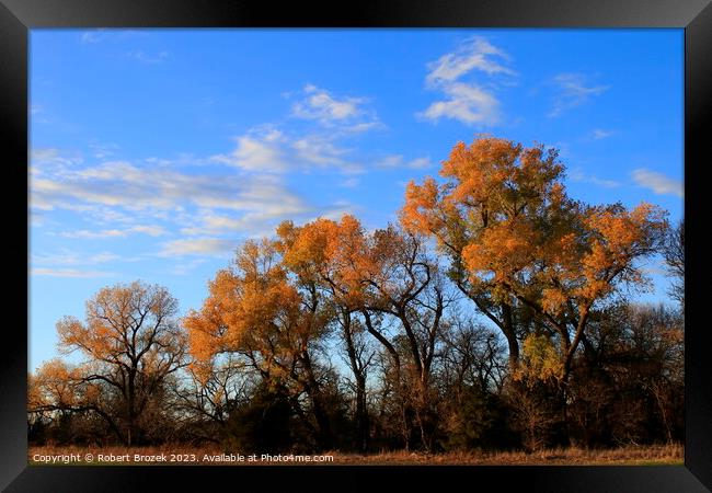 Fall leaves on trees with blue sky and clouds Framed Print by Robert Brozek
