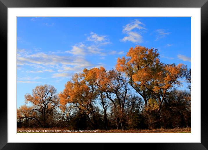 Fall leaves on trees with blue sky and clouds Framed Mounted Print by Robert Brozek