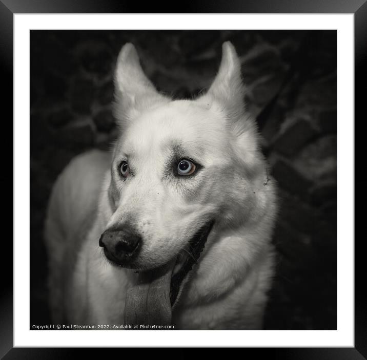 A white coated dog with beautiful eyes taken in Fakenham Norfolk UK Framed Mounted Print by Paul Stearman