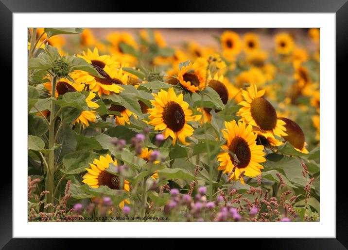 Beautiful Sunflowers Framed Mounted Print by Rebecca Hucker
