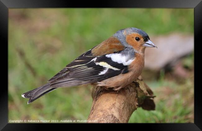 Male Chaffinch on a branch Framed Print by Rebecca Hucker