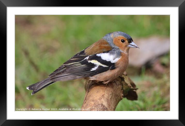 Male Chaffinch on a branch Framed Mounted Print by Rebecca Hucker
